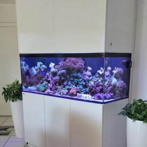 Reefer 525