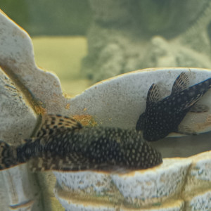 ancistrus