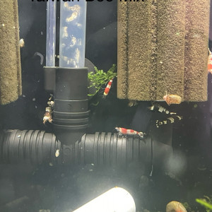 Caridina par lot de 10