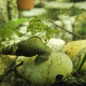 Escargot d'eau douce