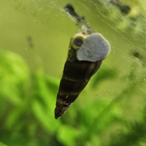 Escargot d'eau douce
