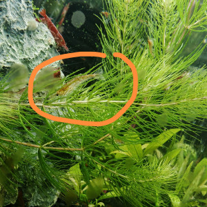 Crevettes déclassées