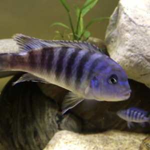 Cichlidés du Malawi -M-Bunas