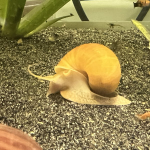 Escargot pomme ampullaire