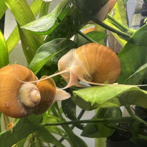Escargot pomme ampullaire