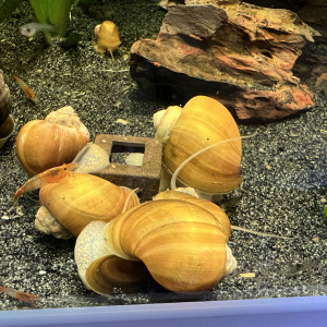Escargot pomme ampullaire