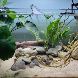 Bébé axolotl à réserver !