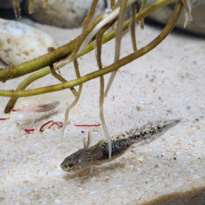 Bébé axolotl à réserver !