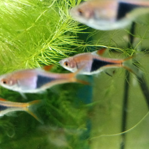 Divers poissons d'eau douce