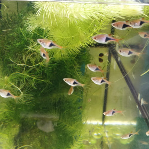 Divers poissons d'eau douce