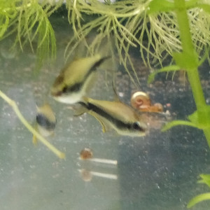 Divers poissons d'eau douce