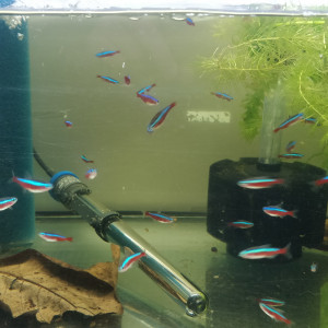 Divers poissons d'eau douce