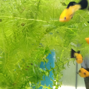 Divers poissons d'eau douce