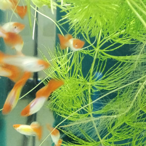 Divers poissons d'eau douce