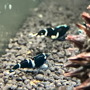 Crevettes caridina pattern et couleurs différentes