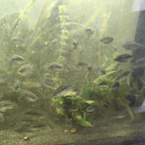 Herichthys carpintis, le Cichlidé perlé ou Carpinte