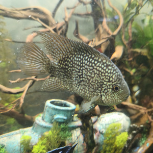 Herichthys carpintis, le Cichlidé perlé ou Carpinte