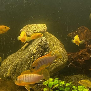 lot  Cichlidés du lac de  Malawi