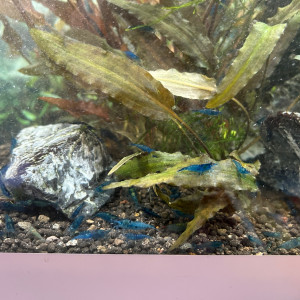 crevettes neocaridina bleues