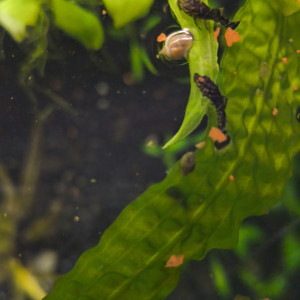 Ancistrus