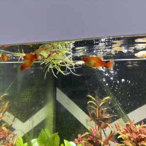 Platy sunset