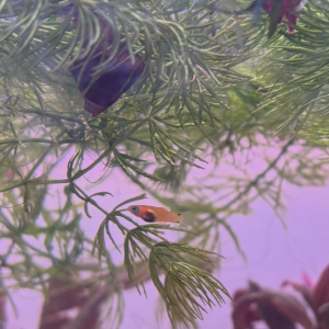 Platy sunset
