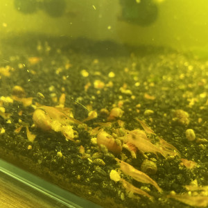Aquarium