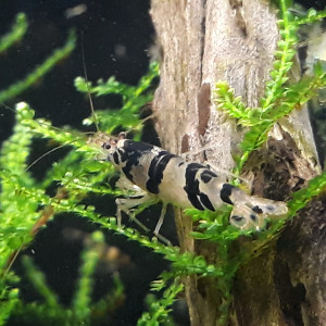 Tiger Racoon  10+ 2 offertes