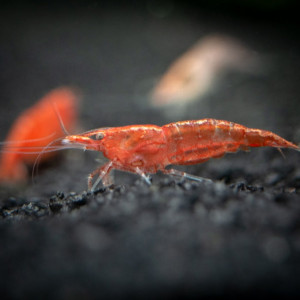 Crevettes Red Sakura selectionnées