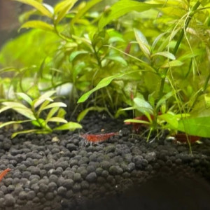 Crevettes Red Sakura selectionnées