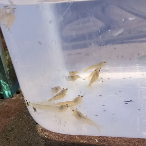 Neocaridina yellow