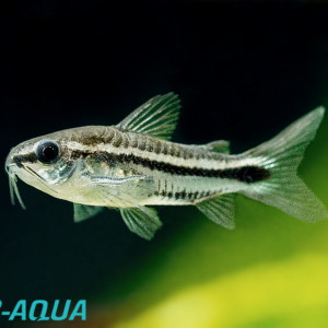 Corydoras pygmée