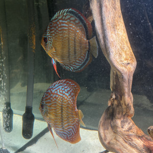 Discus