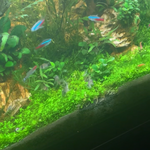 Corydoras Panda (environ 2cm - 2,5cm)