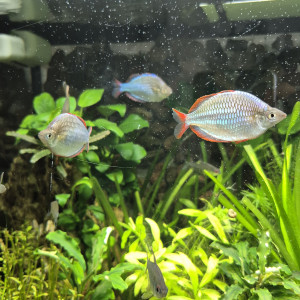 Melanotaenia praecox