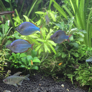 Melanotaenia praecox