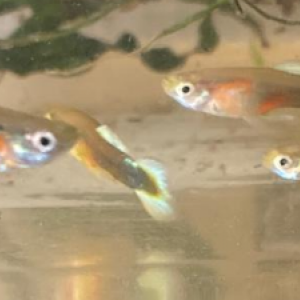 Endler Arc en ciel