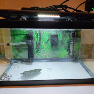 Aquarium avec accessoires et nourriture pour combattant
