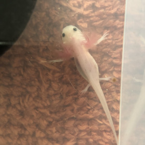 Jeunes Axolotls