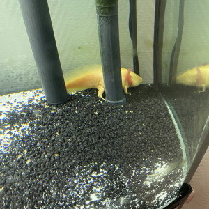 Jeunes Axolotes moins d’un 1