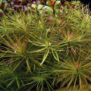 POGOSTEMON STELLATUS SP.