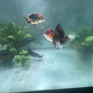 Oranda tête de lion