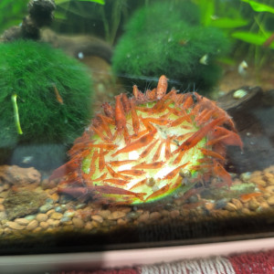 Crevettes red Cherry en très bonne forme ☺️