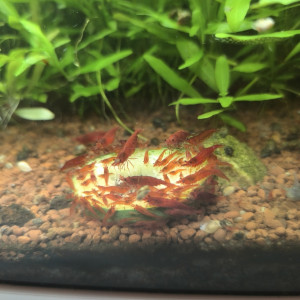 Crevettes red Cherry en très bonne forme ☺️