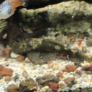 Ancistrus jeune en pleine forme