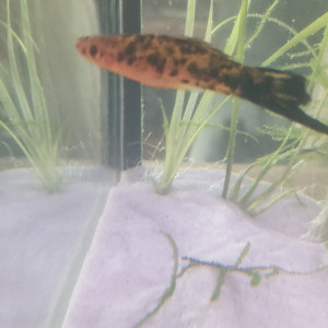 Poisson xipho Porte-épée
