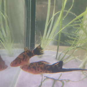Poisson xipho Porte-épée