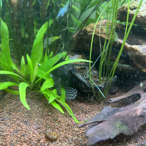 Don couple ancistrus