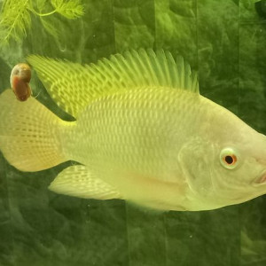 Tilapia oreochromis niloticus