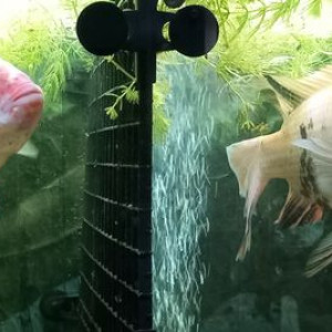 Tilapia oreochromis niloticus